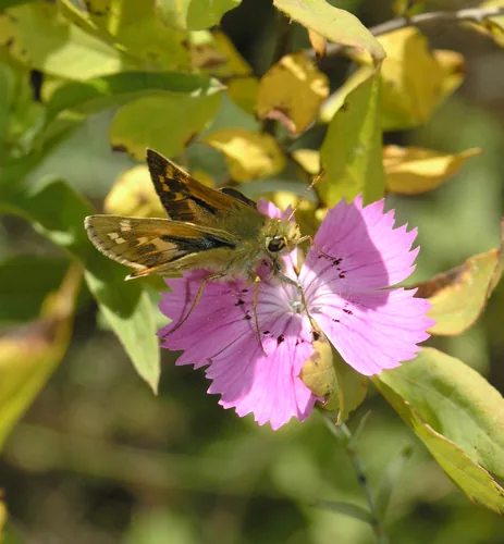 annual dianthus (Dianthus chinensis), photograph