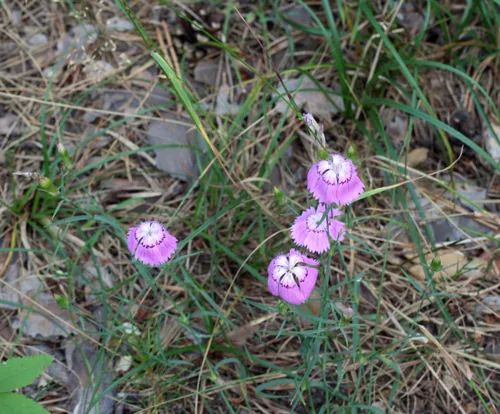 annual dianthus (Dianthus chinensis), photograph
