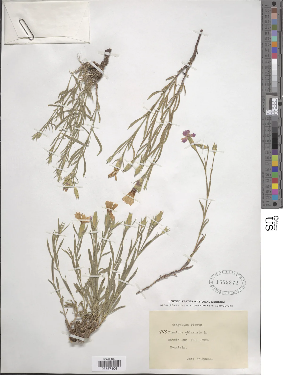annual dianthus (Dianthus chinensis), photograph