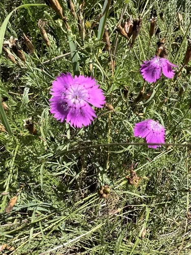 Photo: (c) Алёна Осипова, some rights reserved · CC BY · via iNaturalist Annual Dianthus (Dianthus chinensis), photograph