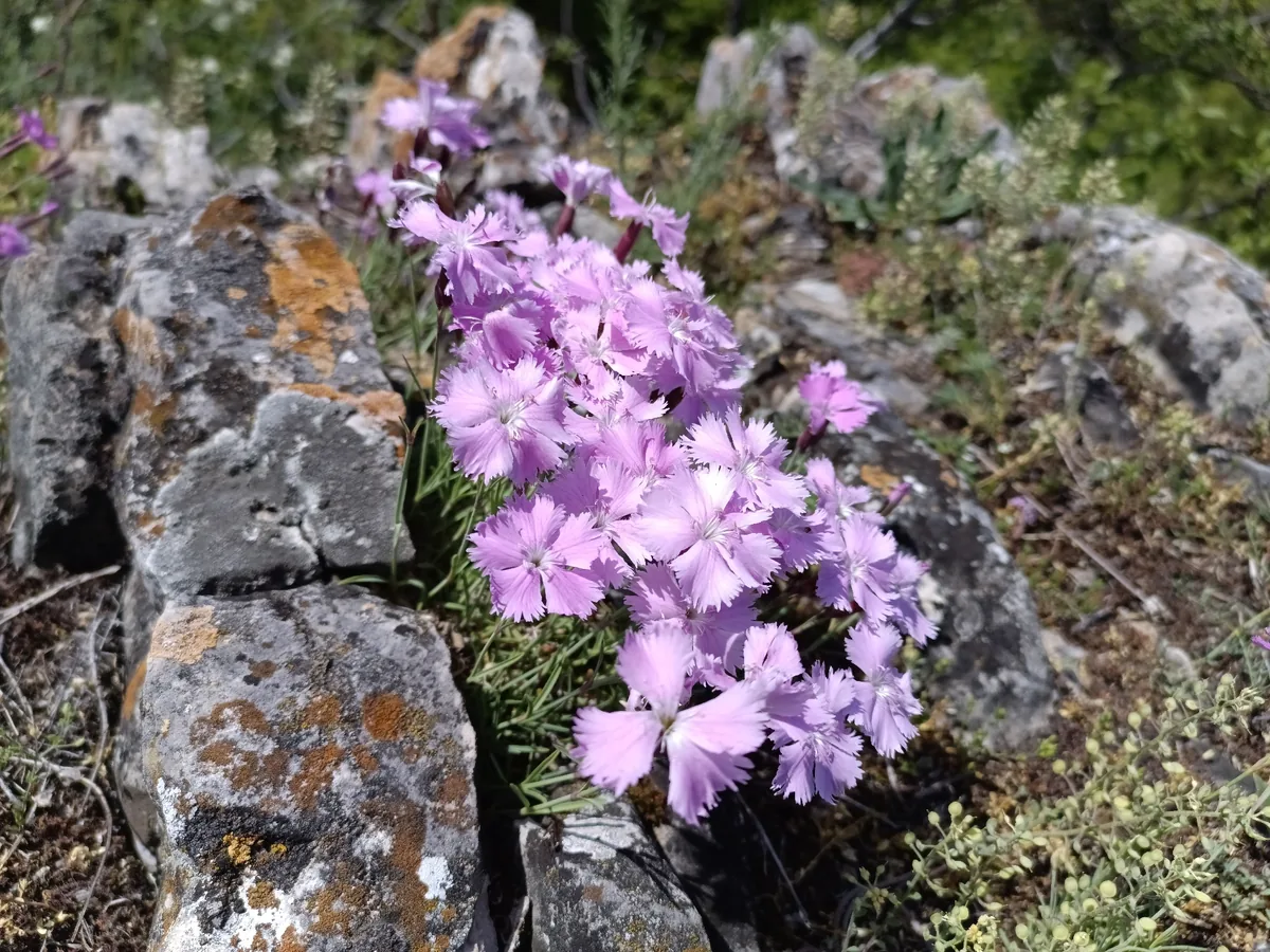dianthus (Dianthus gratianopolitanus), photograph