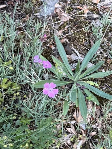 dianthus (Dianthus gratianopolitanus), photograph