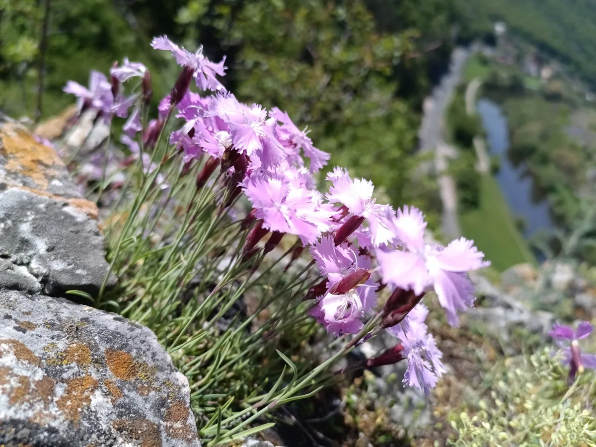 Photo: Michal Honskus, via iNaturalist · CC BY · via GBIF dianthus (Dianthus gratianopolitanus), photograph