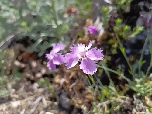 dianthus (Dianthus gratianopolitanus), photograph