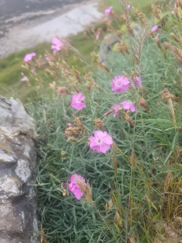 dianthus (Dianthus gratianopolitanus), photograph