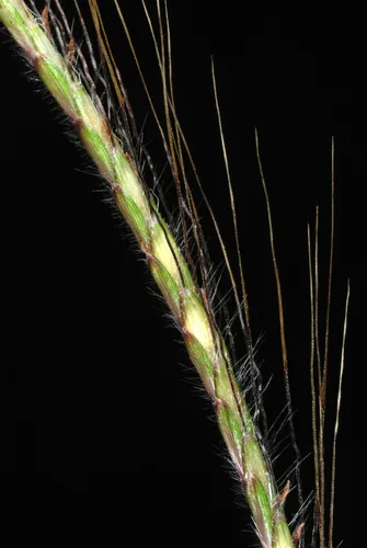 Vuda blue grass (Dichanthium annulatum), photograph