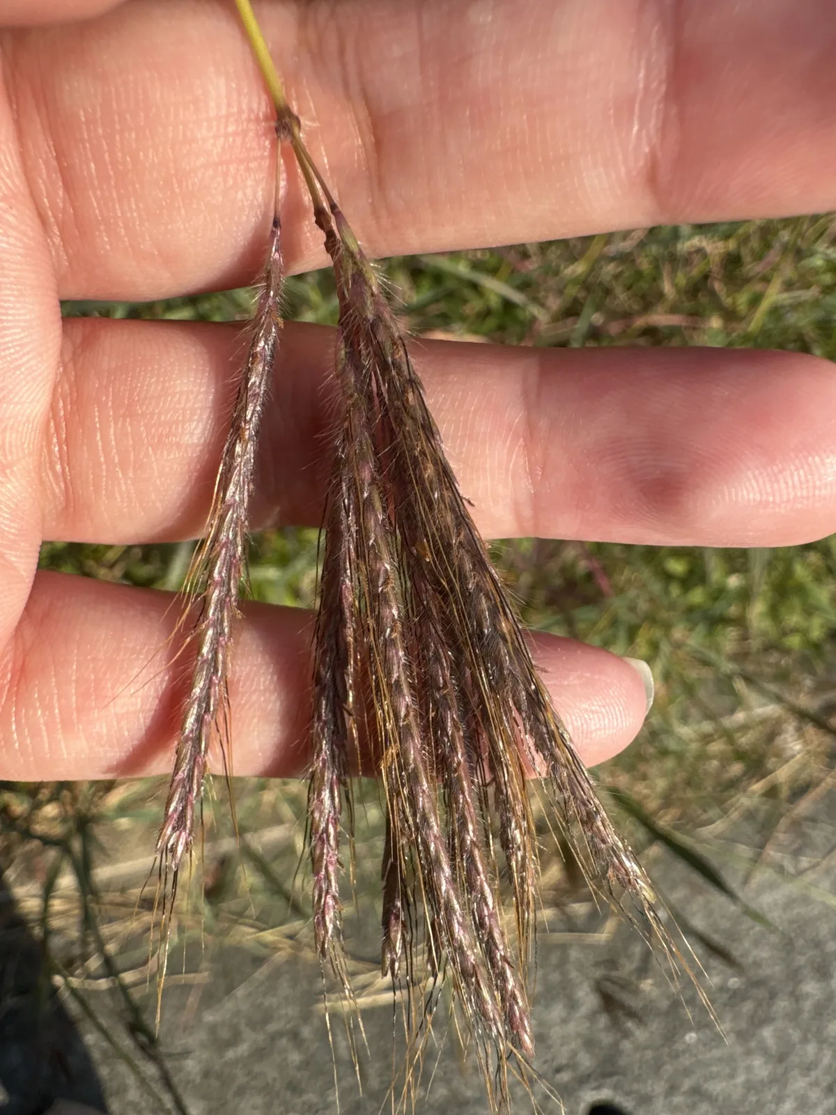 Vuda blue grass (Dichanthium annulatum), photograph