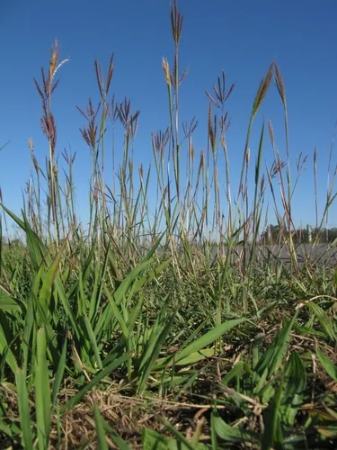 Photo: (c) Harry Rose, some rights reserved · CC BY · via iNaturalist Vuda blue grass (Dichanthium annulatum), photograph