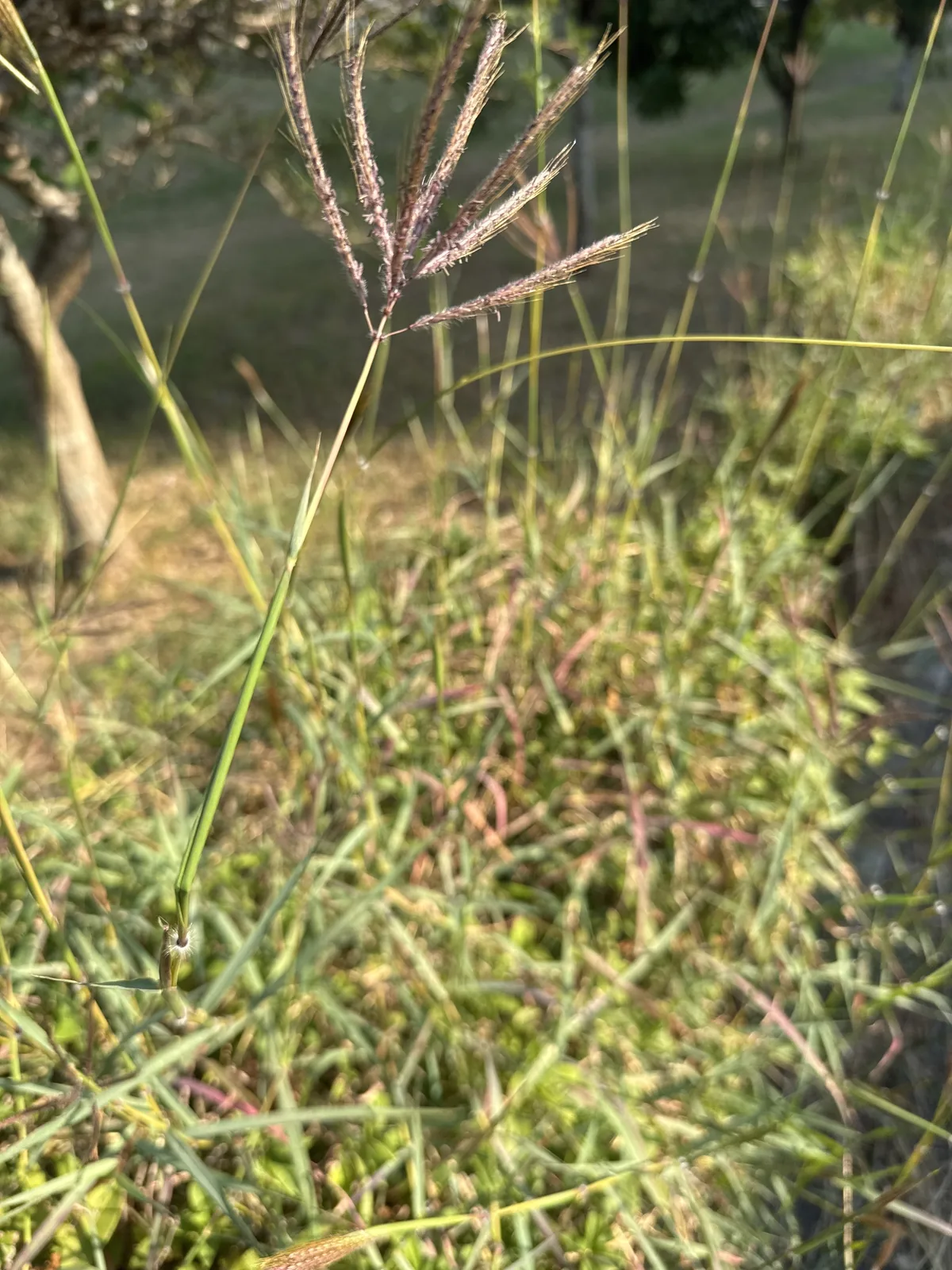 Vuda blue grass (Dichanthium annulatum), photograph