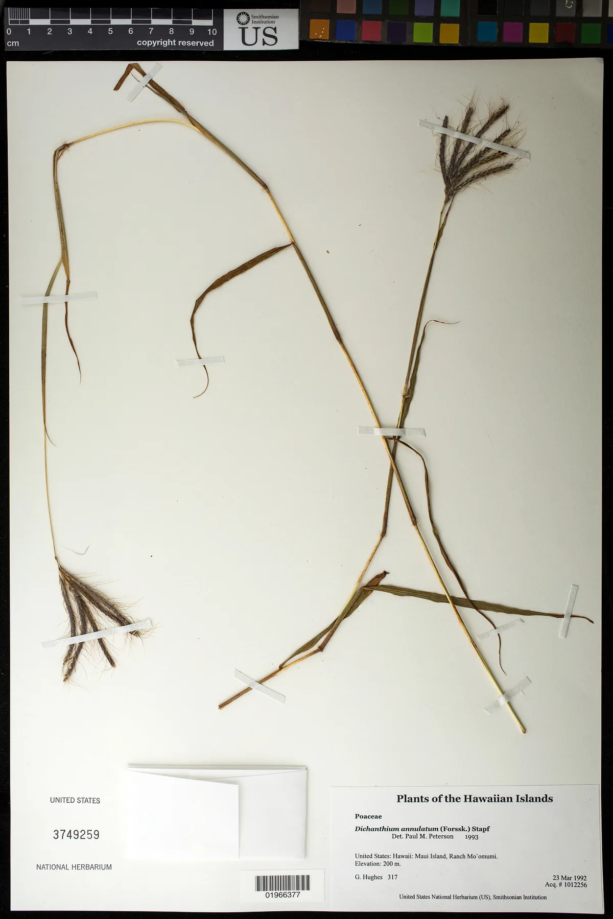 Vuda blue grass (Dichanthium annulatum), photograph