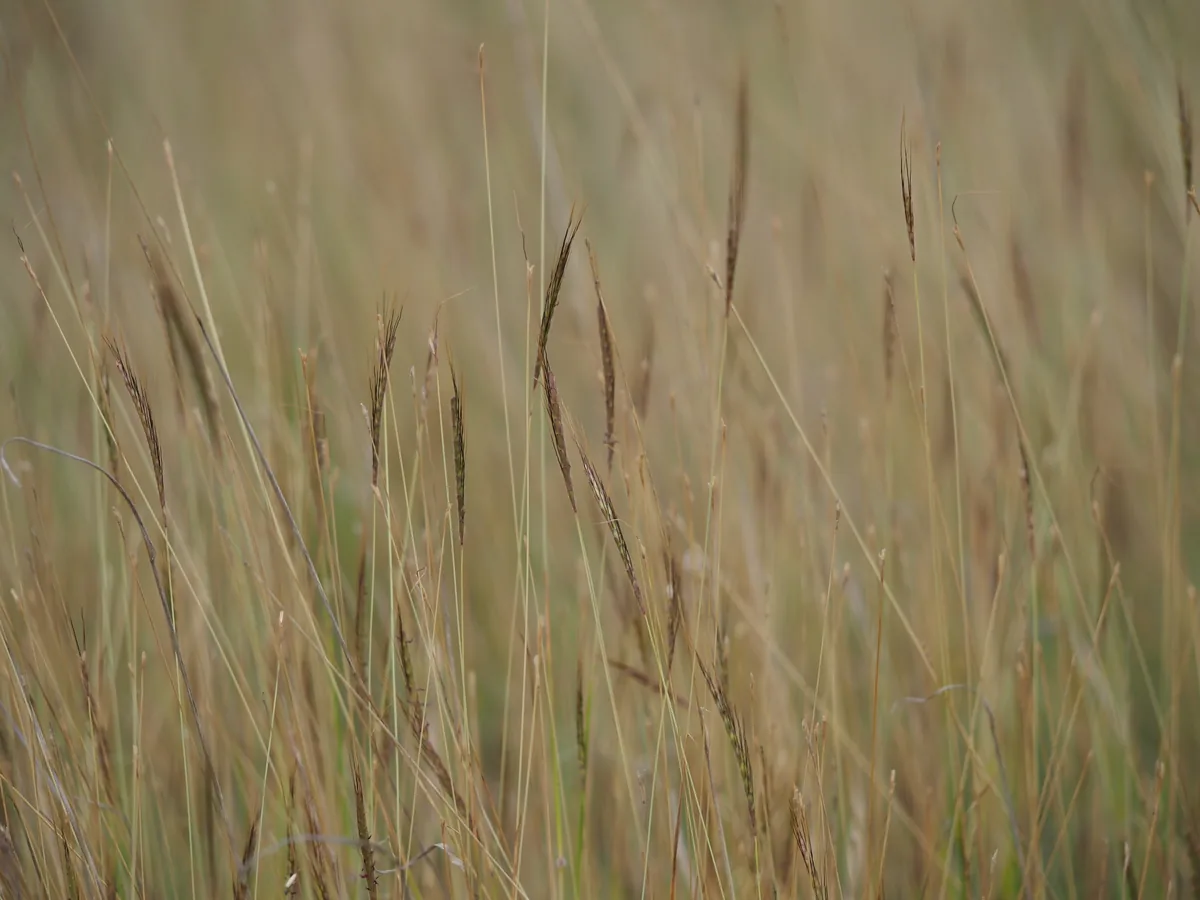 Nadi blue grass (Dichanthium caricosum), photograph
