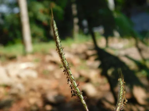 Nadi blue grass (Dichanthium caricosum), photograph