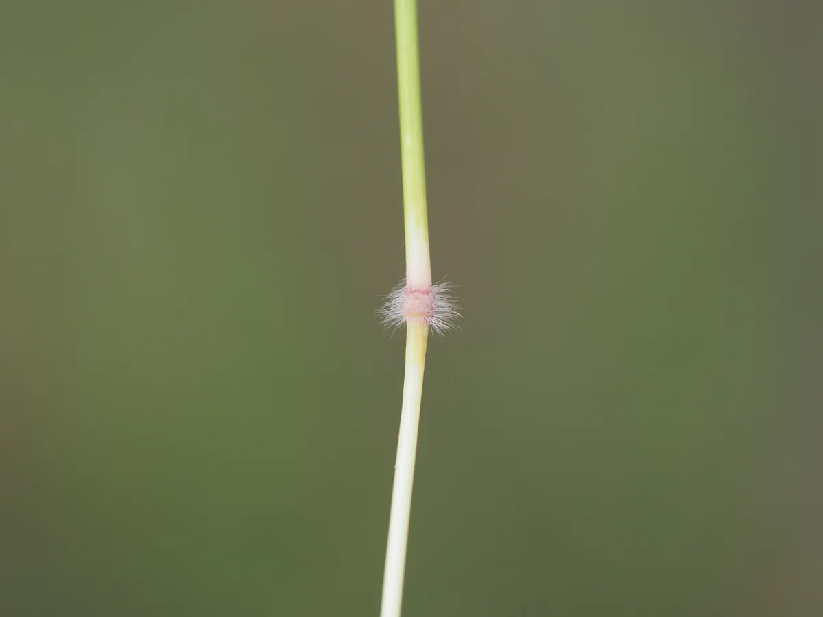 Nadi blue grass (Dichanthium caricosum), photograph
