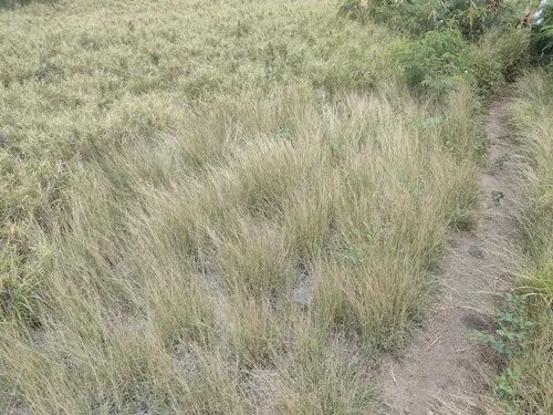 Nadi blue grass (Dichanthium caricosum), photograph