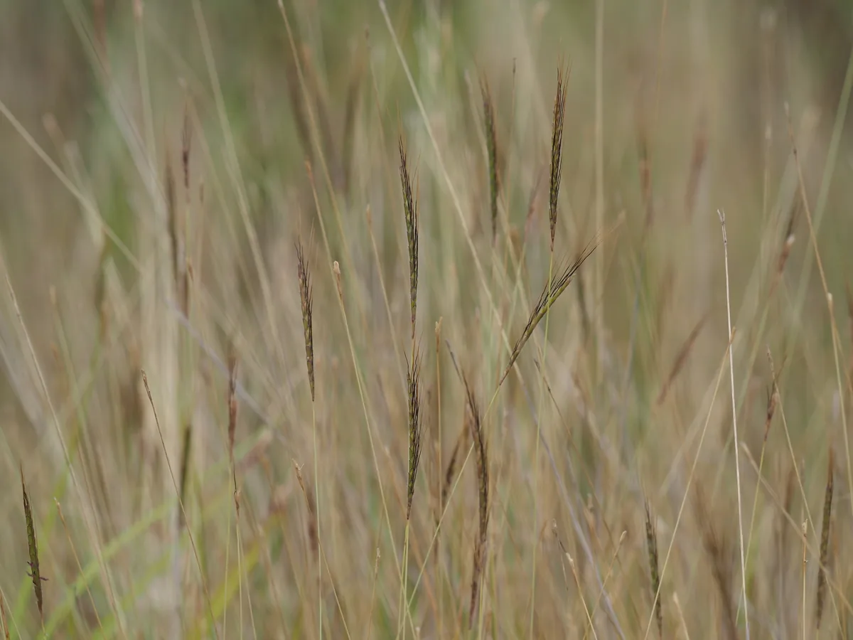 Nadi blue grass (Dichanthium caricosum), photograph