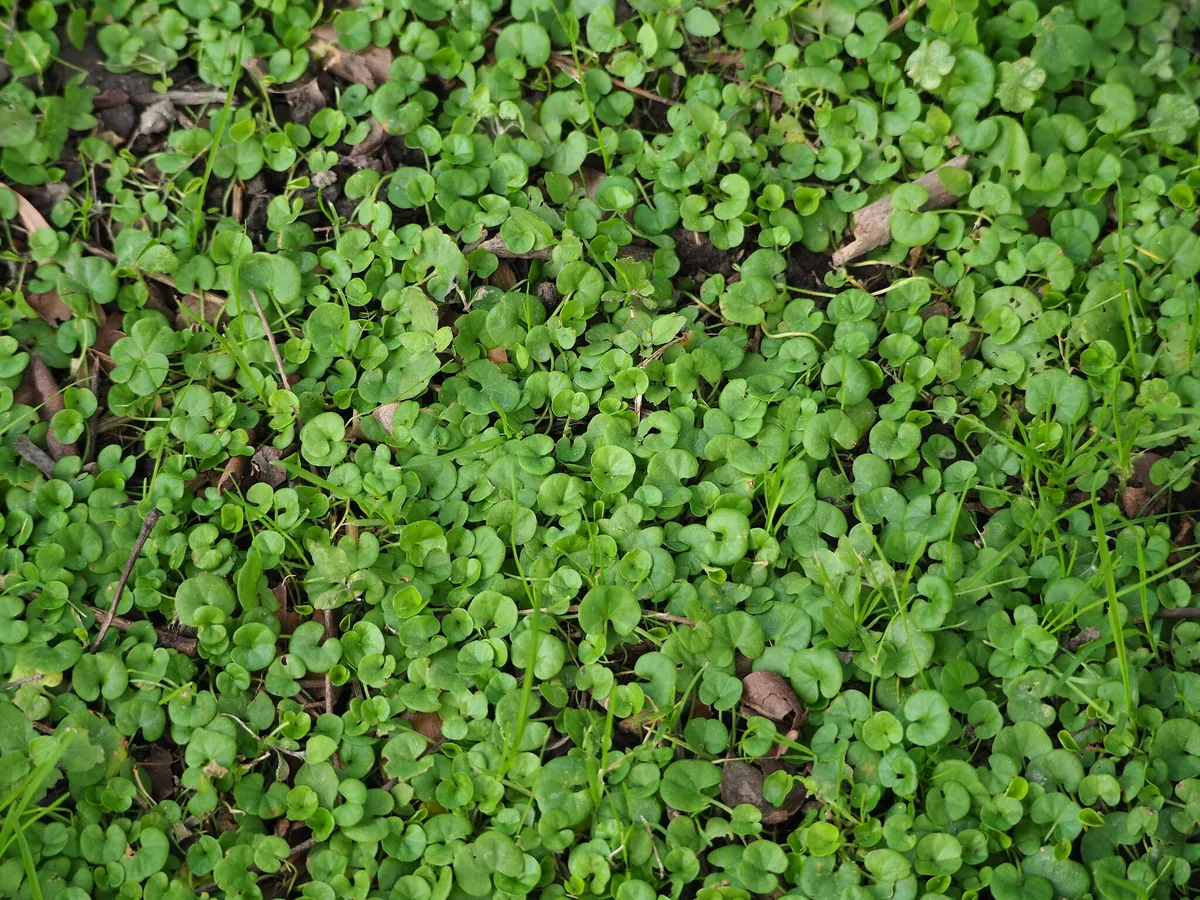 dichondra (micrantha) (Dichondra micrantha), photograph