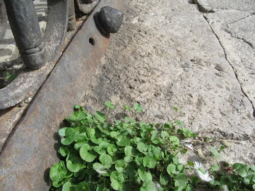 dichondra (micrantha) (Dichondra micrantha), photograph