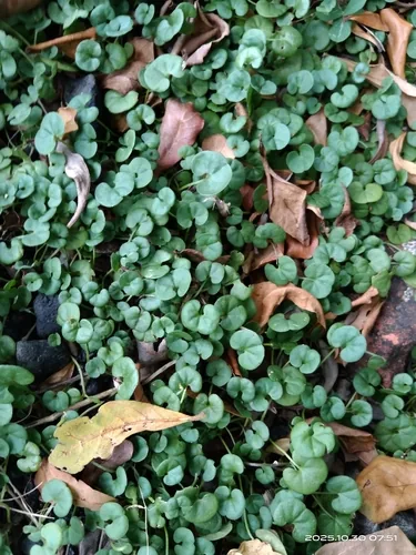 Photo: no rights reserved · CC0 · via iNaturalist dichondra (micrantha), photograph
