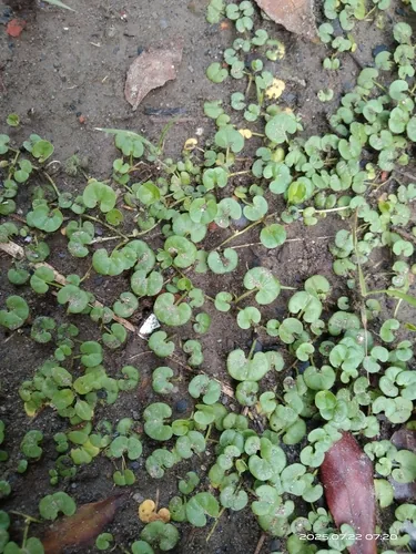 dichondra (micrantha) (Dichondra micrantha), photograph