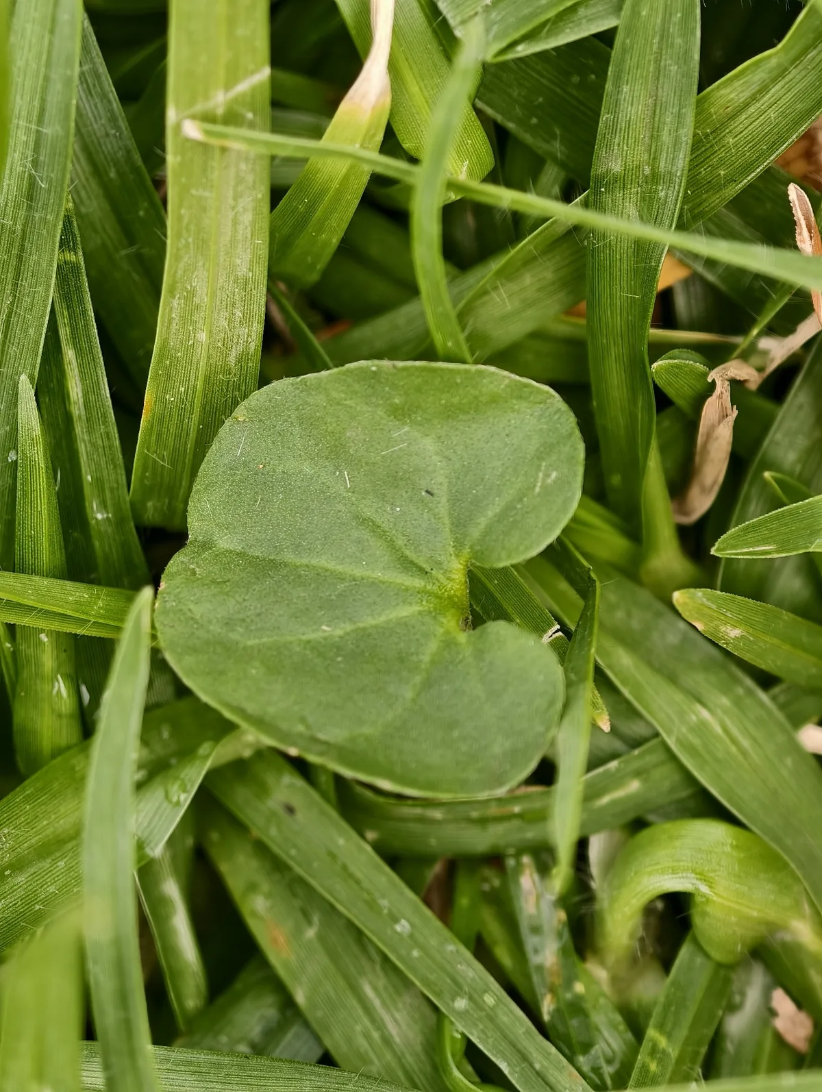 dichondra (micrantha) (Dichondra micrantha), photograph