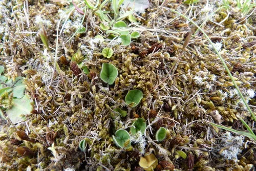 Dichondra (Dichondra repens), photograph