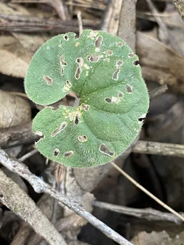 Dichondra (Dichondra repens), photograph