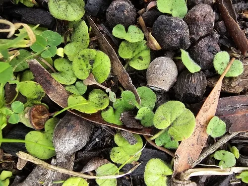 Photo: (c) Josh, some rights reserved · CC BY · via iNaturalist Dichondra (Dichondra repens), photograph