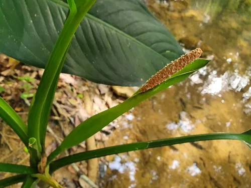 dieffenbachia (Dieffenbachia seguine), photograph