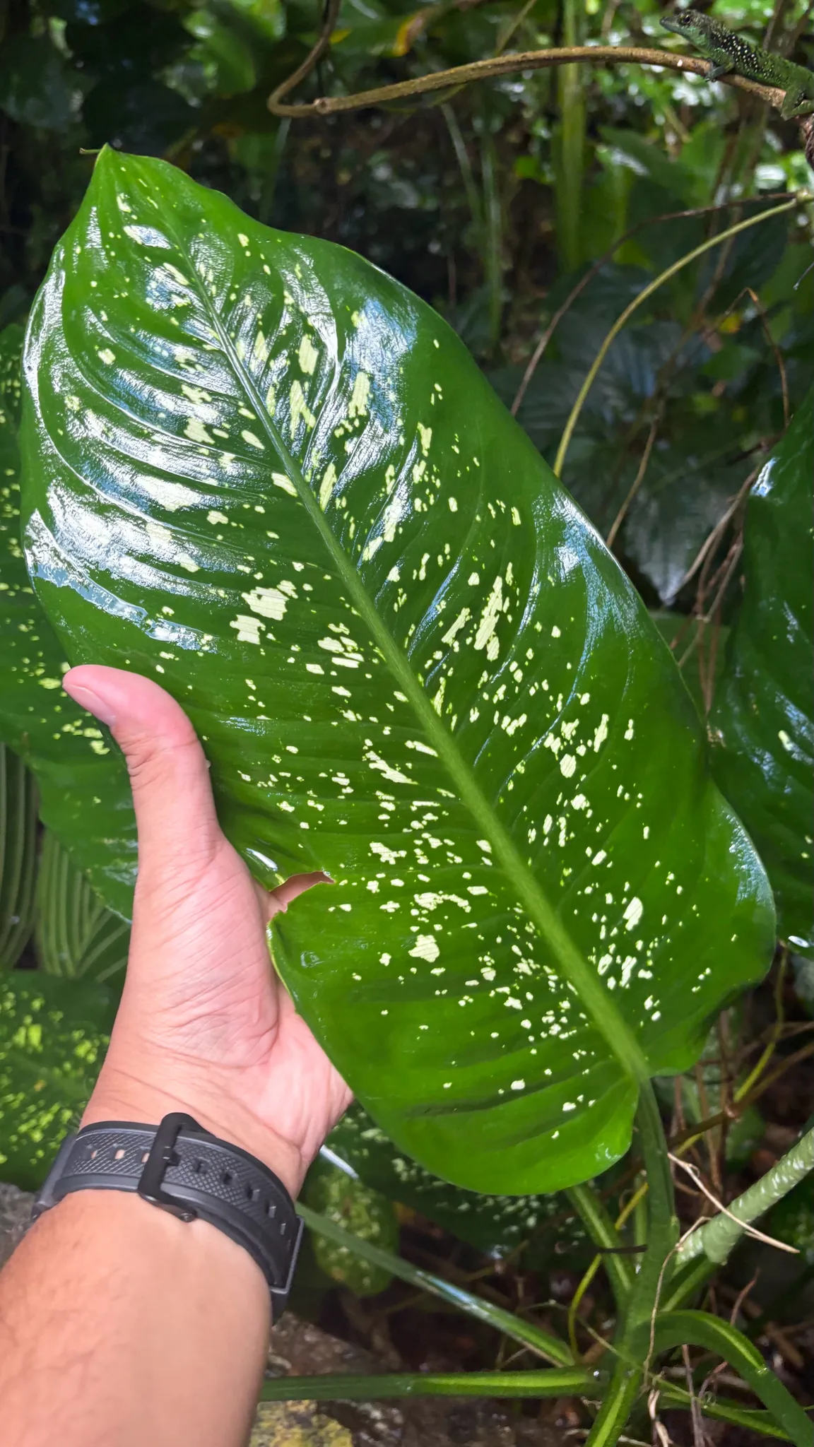 dieffenbachia (Dieffenbachia seguine), photograph