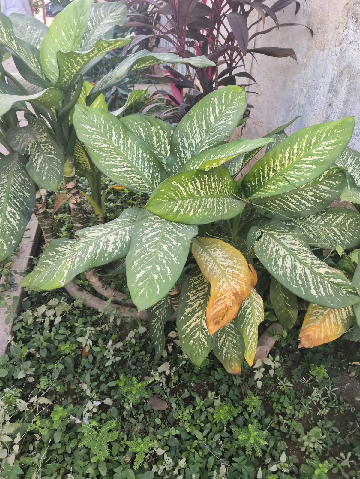 Photo: Steven Smethurst, via iNaturalist · CC0 · via GBIF dieffenbachia (Dieffenbachia seguine), photograph