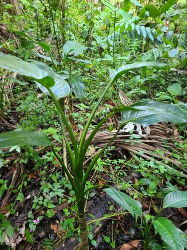 dieffenbachia (Dieffenbachia seguine), photograph