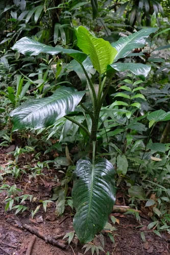 dieffenbachia (Dieffenbachia seguine), photograph