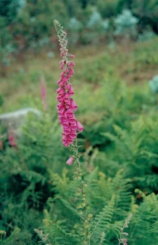 Foxglove (Digitalis purpurea), photograph