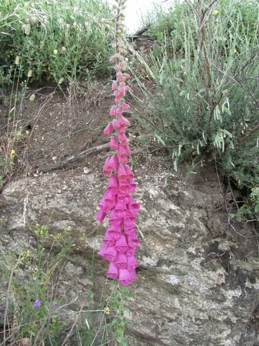 Foxglove (Digitalis purpurea), photograph