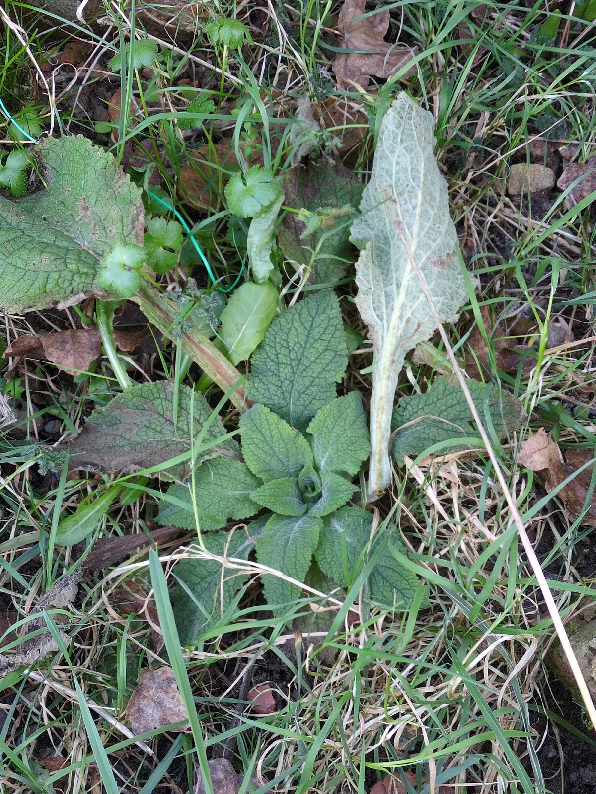 Foxglove (Digitalis purpurea), photograph