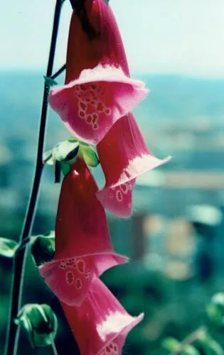 Foxglove (Digitalis purpurea), photograph