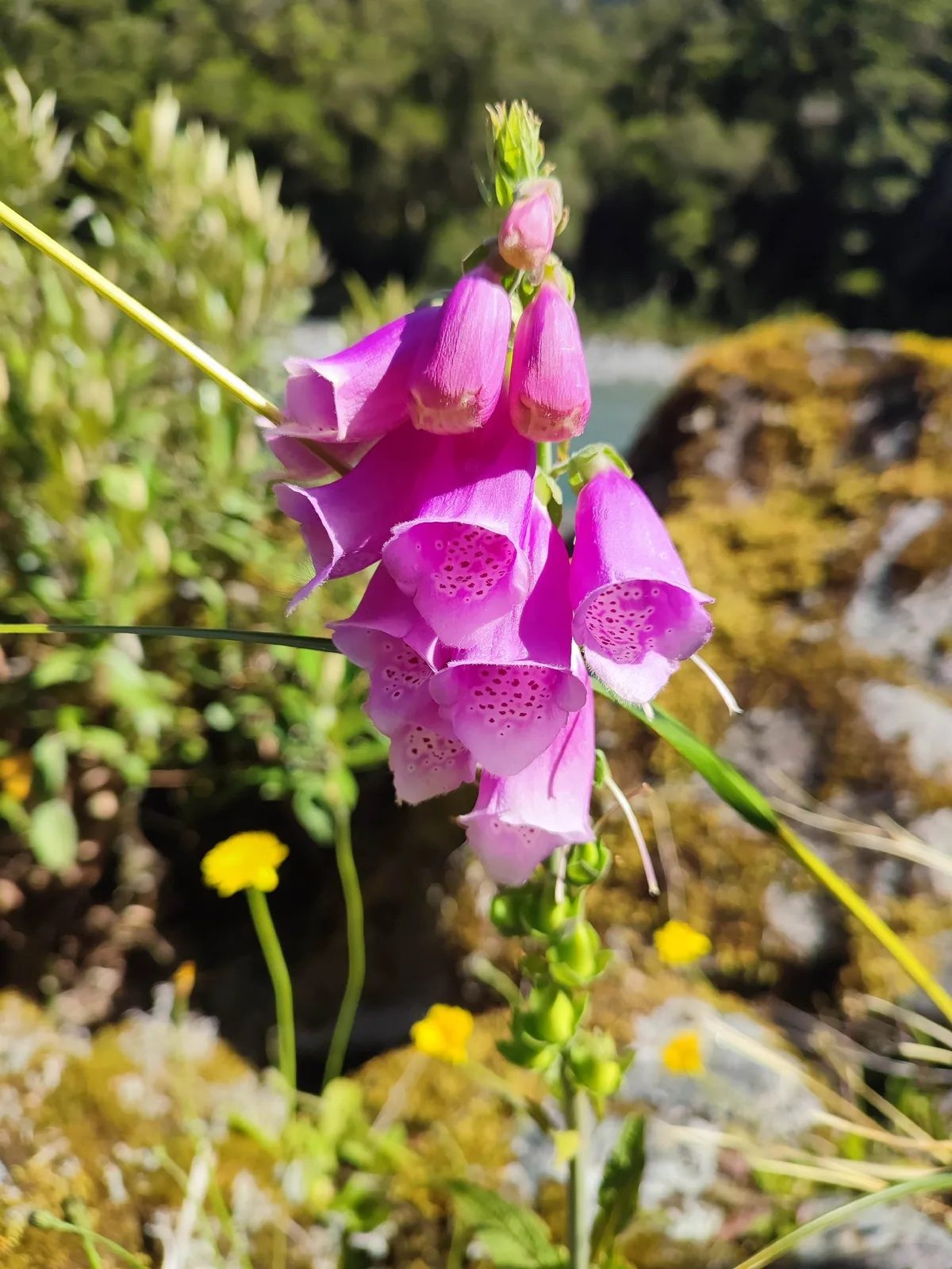 foxglove (Digitalis purpurea), photograph