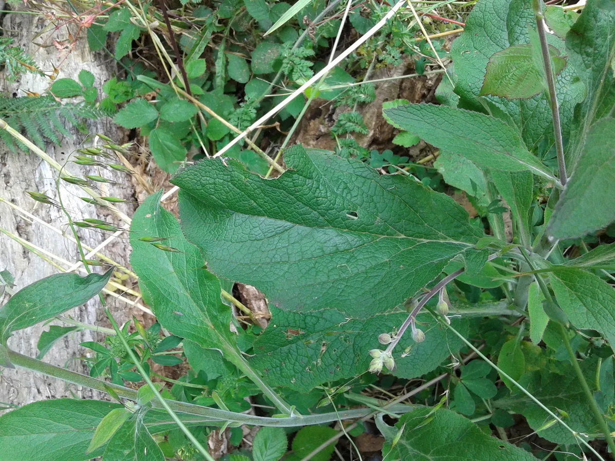 Foxglove (Digitalis purpurea), photograph