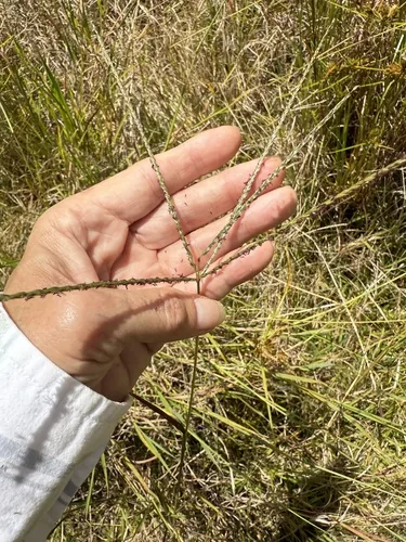 pangola grass (Digitaria decumbens), photograph