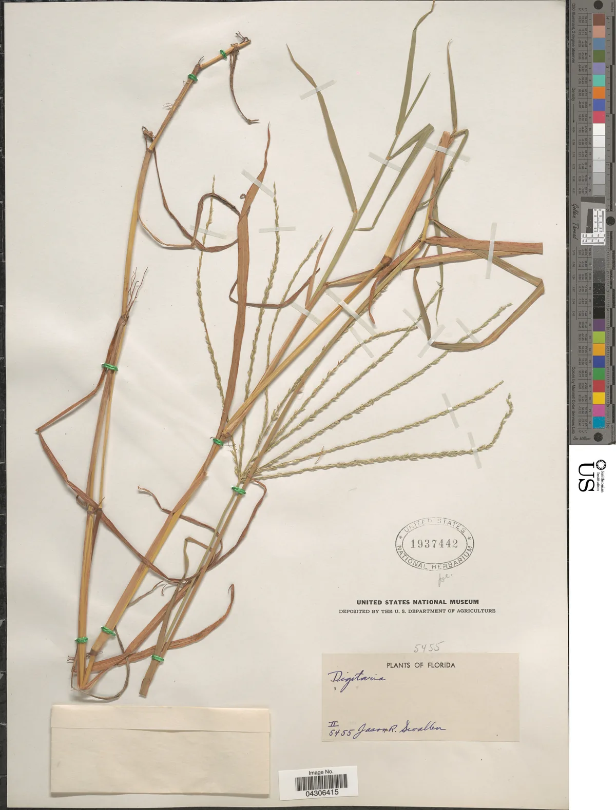 pangola grass (Digitaria decumbens), photograph