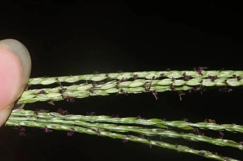 pangola grass (Digitaria decumbens), photograph
