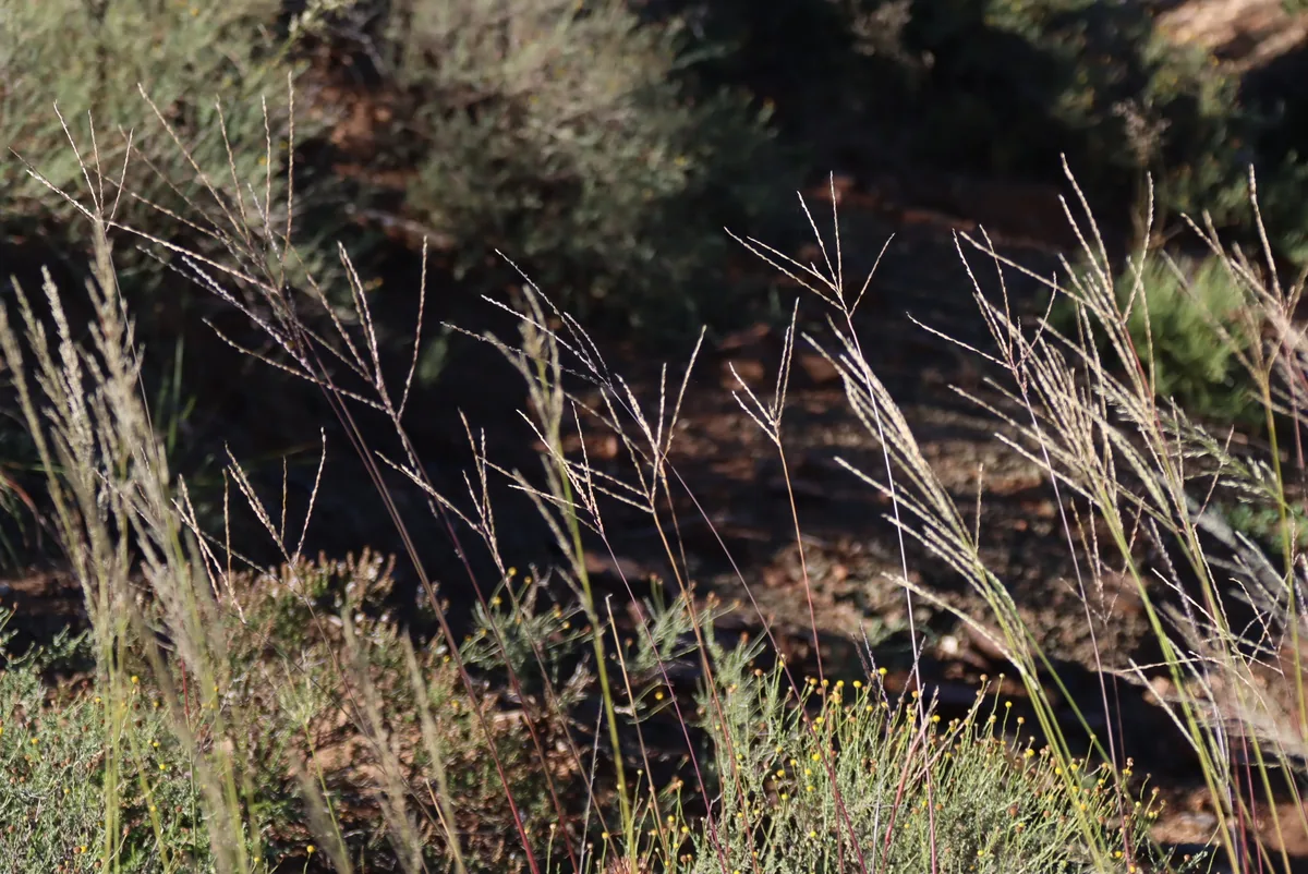 crab grass (Digitaria eriantha ssp. eriantha), photograph