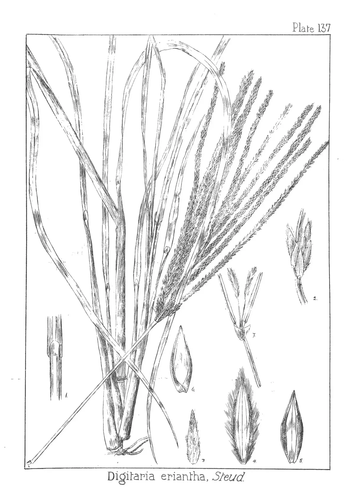 crab grass (Digitaria eriantha ssp. eriantha), botanical illustration