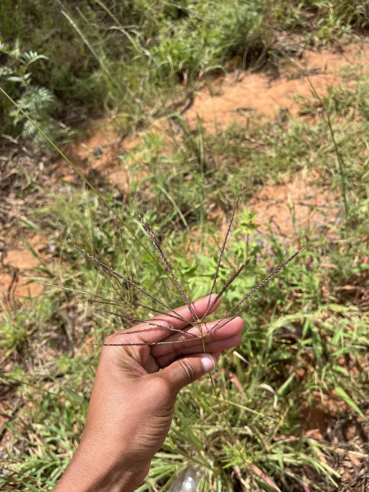 Photo: Prince Molokomme, via iNaturalist · CC0 · via GBIF crab grass (Digitaria eriantha ssp. eriantha), photograph
