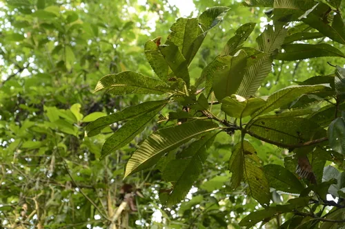 elephant apple (Dillenia indica), photograph