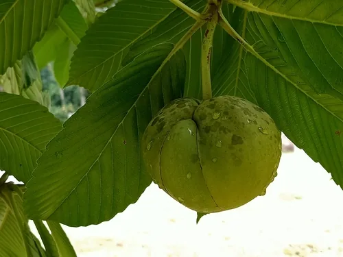 Photo: (c) Ong Jyh Seng, some rights reserved · CC BY-SA · via iNaturalist elephant apple (Dillenia indica), photograph