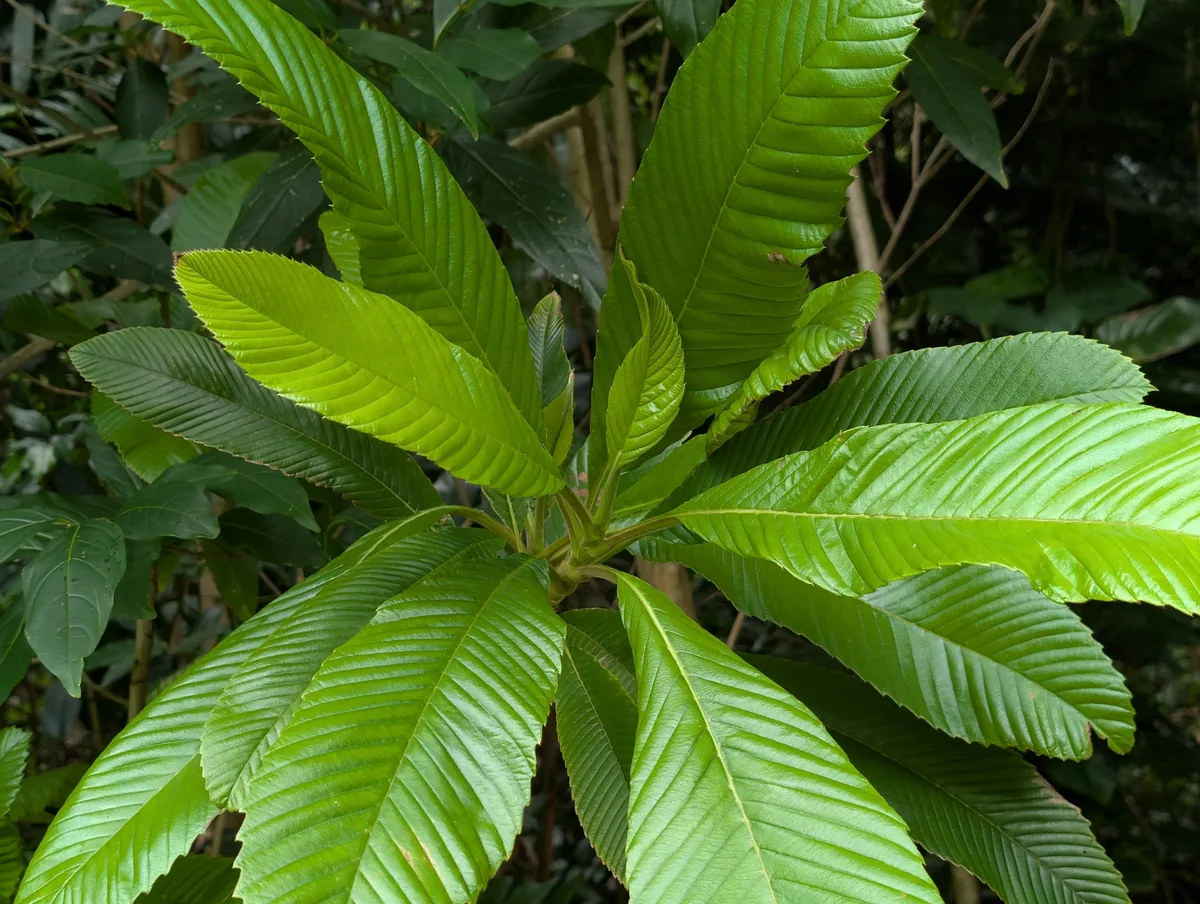 elephant apple (Dillenia indica), photograph