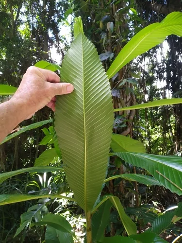 elephant apple (Dillenia indica), photograph