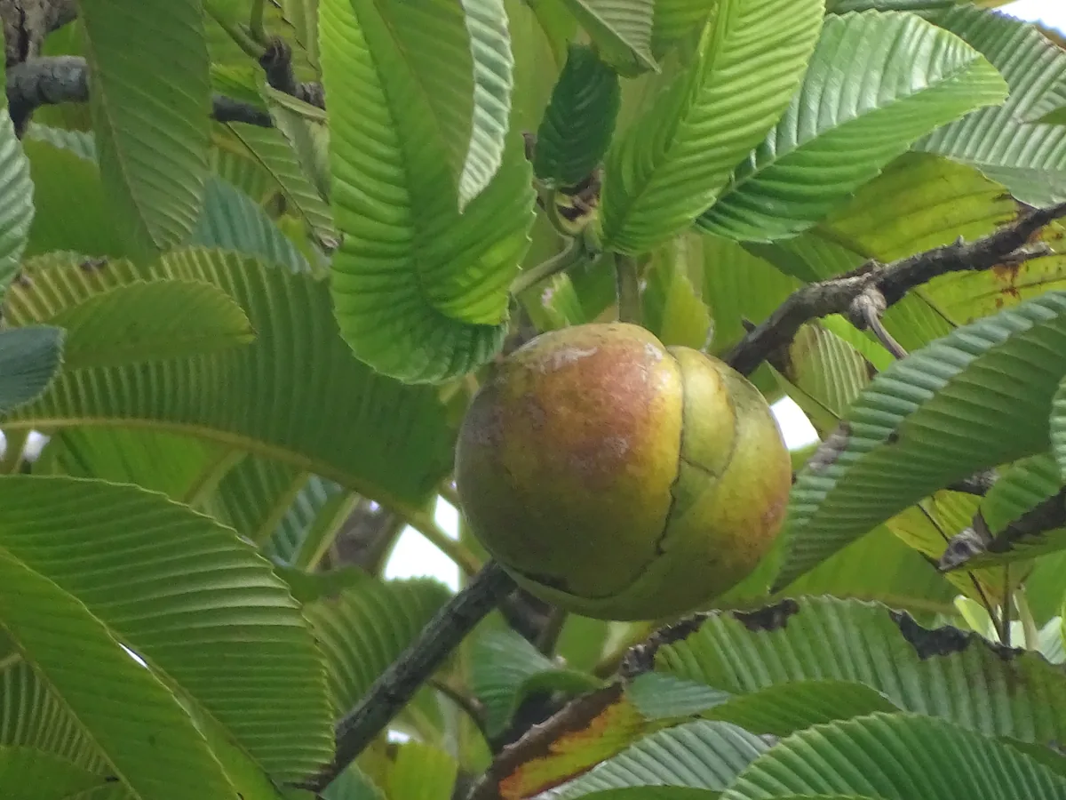 elephant apple (Dillenia indica), photograph