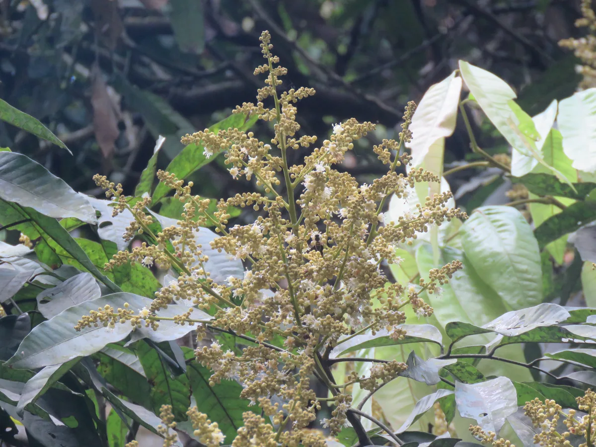 Longan (Dimocarpus longan), photograph